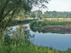 dommel